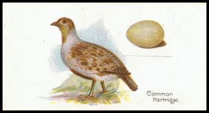 32 Common Partridge